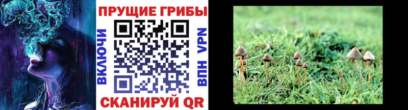 Галлюциногенные грибы Cubensis  Купить закладки  Ермолино 